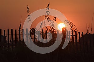 Sawgrass Silhouette at Sunset on Okaloosa Island, Florida photo