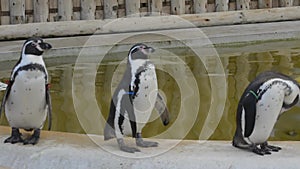 Stand, shake and shuffle! Humboltd penguins parading by a pool
