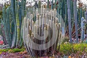 Stand of Tall Desert Cactus