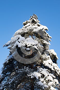 Stand tall like a pine tree. photo