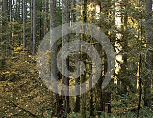 Stand of trees along a forested hiking trail