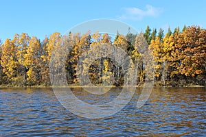 A stand of trees and grass on the banks of the Wallace river showing fall colors on a sunny autumn day