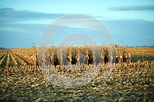 Stand of uncut maize in a harvested field