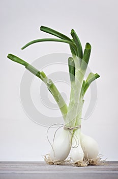 Stand up leeks