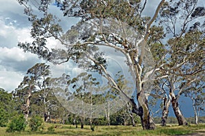 Stand of white bark gumtrees before storm