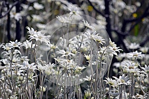 Australian native Flannel Flower wildflowers