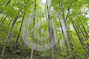 Stand of Young Trees