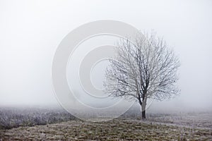 Standalone tree at fall misty morning