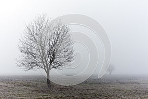 Standalone tree at fall misty morning