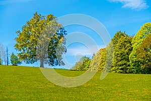 Standalone tree on a field horizon in spring, Moravia-Bohemian region, Czech republic