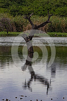 Standalone tree in lake