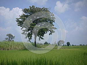 A standalone tree in the tropical green field in the blue sky