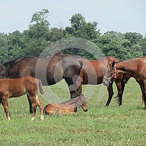 Standard bred horses and foals