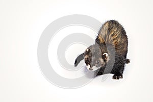 Dark color female ferret in studio on white background