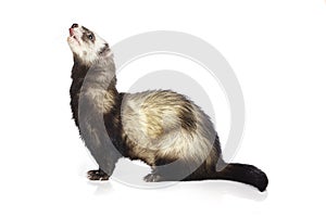 Standard color ferret in studio