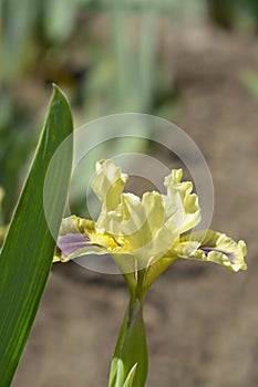 Standard Dwarf Bearded Iris Calamus