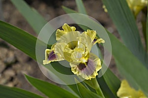 Standard Dwarf Bearded Iris Calamus