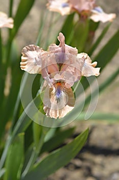 Standard Dwarf Bearded Iris Chanted