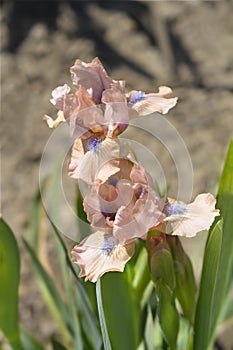 Standard Dwarf Bearded Iris Chanted