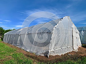 Standard plastic domes for planting trees plant protection for against pathogens, Under the bright blue sky