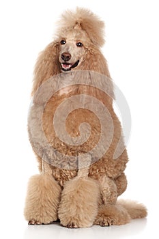 Standard Poodle