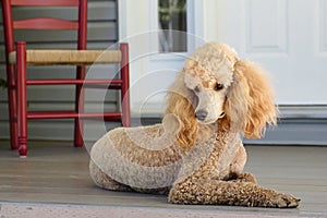 Standard Poodle - Apricot