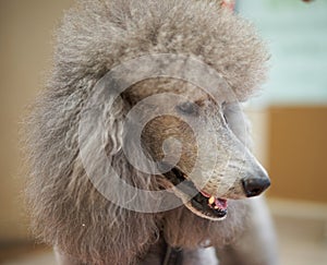 Standard Poodle Close-up