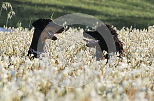 Standard Poodle and Doberman dogs playing