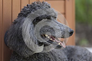 Standard Poodle Dog in bedazzled collar reclining