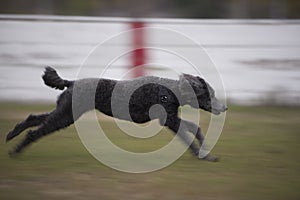 Standard Poodle Dog running full speed photo