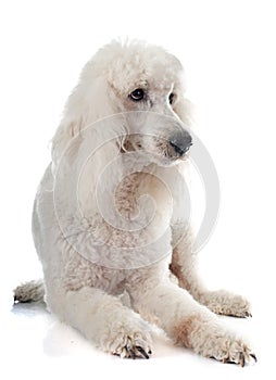 Standard poodle