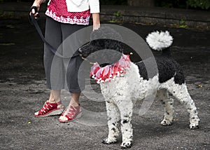 Standard Poodle in red and white on Canada Day