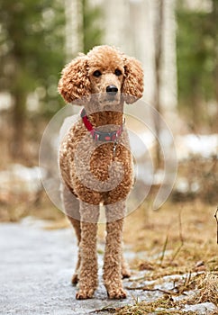 Standard poodle standing in the springtime forest ready for action. Outdoor dog portrait