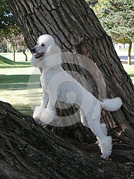 Standard Poodle in tree