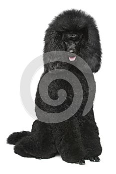 Standard poodle on a white background