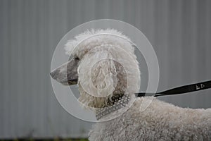 Standard poodle white female waiting to play.