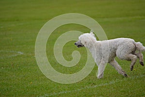 Standard poodle white running in the grass.