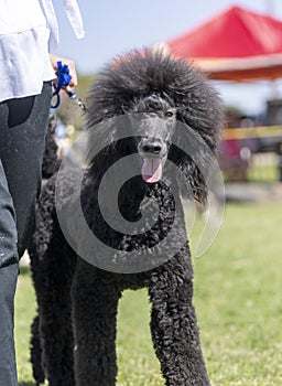 Standard poodle with a wild hair day at the park