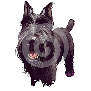 Standard Schnauzer Mittelschnauzer purebred domestic animal from Germany digital art. German doggy with long haired coat