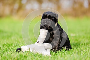 Standard schnauzer puppy plays with a cuddle toy
