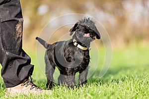 Standard schnauzer puppy sits beside a person and yelps