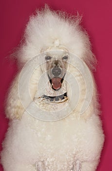 Standard White Poodle