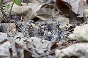 Standard-winged nightjar Caprimulgus longipennis