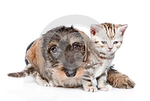 Standard wire-haired dachshund puppy embracing tiny kitten. isolated on white background photo