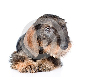 Standard wire-haired dachshund puppy lying in front view. isolated