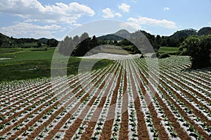 Standardization of flue-cured tobacco cultivation