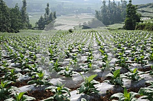 Standardization of flue-cured tobacco planted