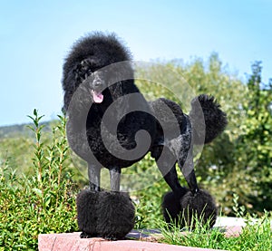 Standart black poodle