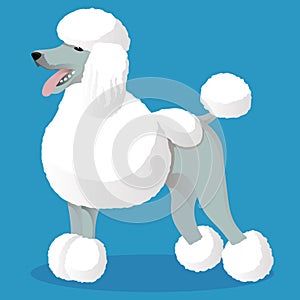 Standart poodle white cartoon dog