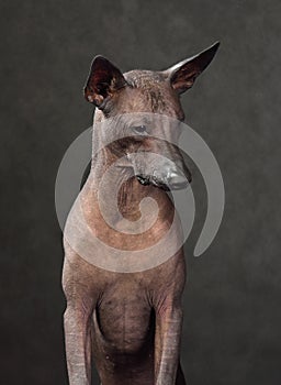 Standart size Xoloitzcuintli